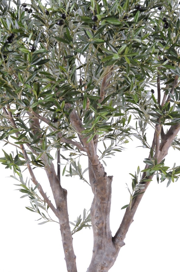 OLIVO GIGANTE