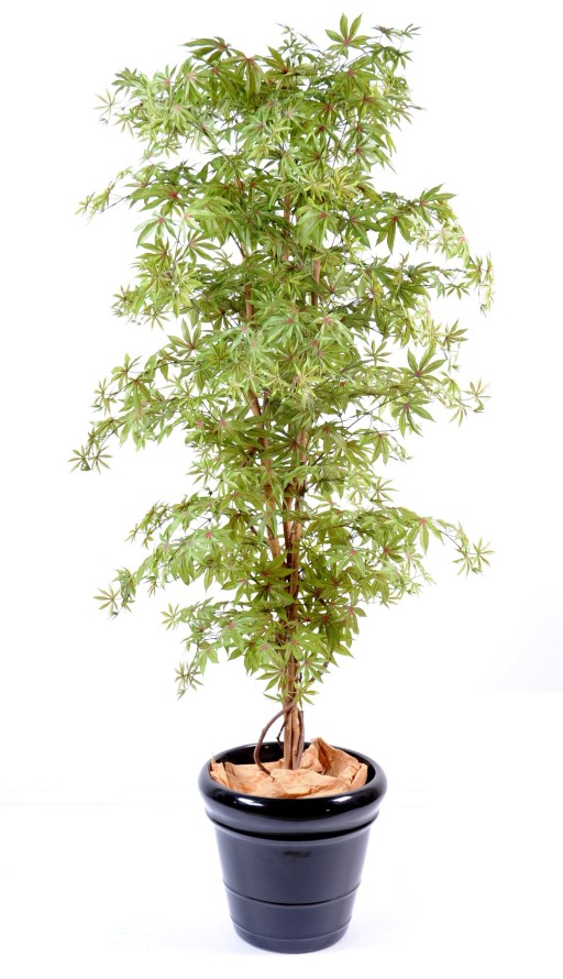 ARALIA NEW (AHORN-OPTIK)