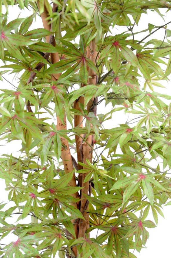 ARALIA NEW (AHORN-OPTIK)