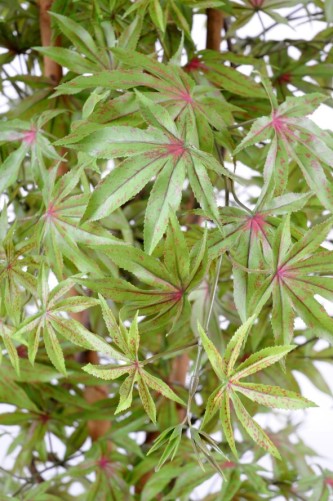ARALIA NEW (ARCE)