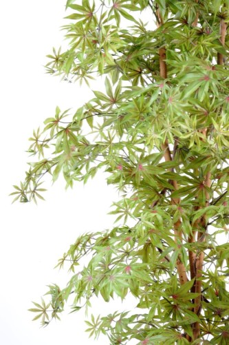 ARALIA NEW (AHORN-OPTIK)