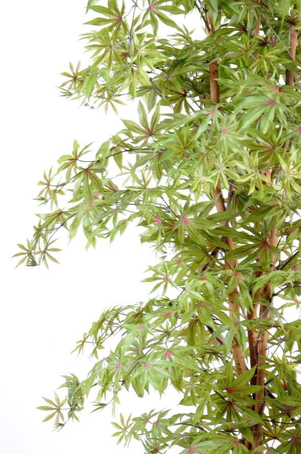 ARALIA NEW (AHORN-OPTIK)