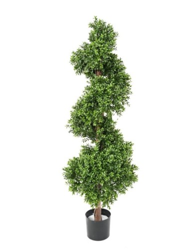 BUCHSBAUM SPIRALE NEW