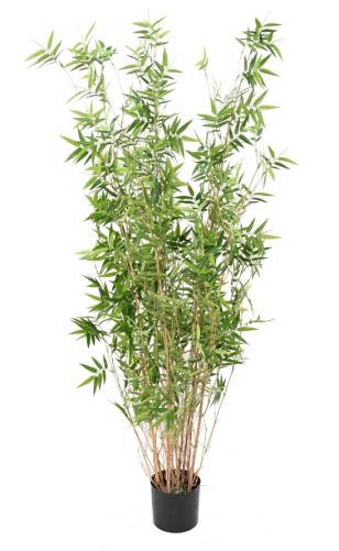 BAMBUS MULTITREE ORIENTALISCH