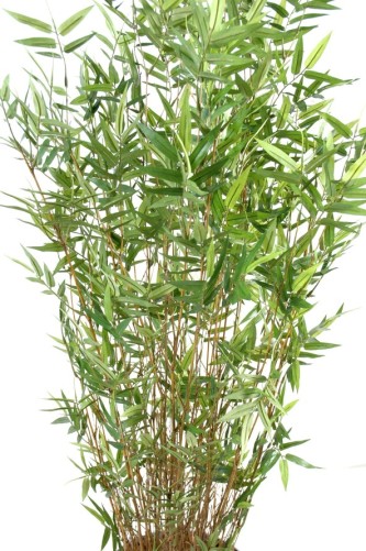 BAMBÚ MULTITREE ORIENTAL