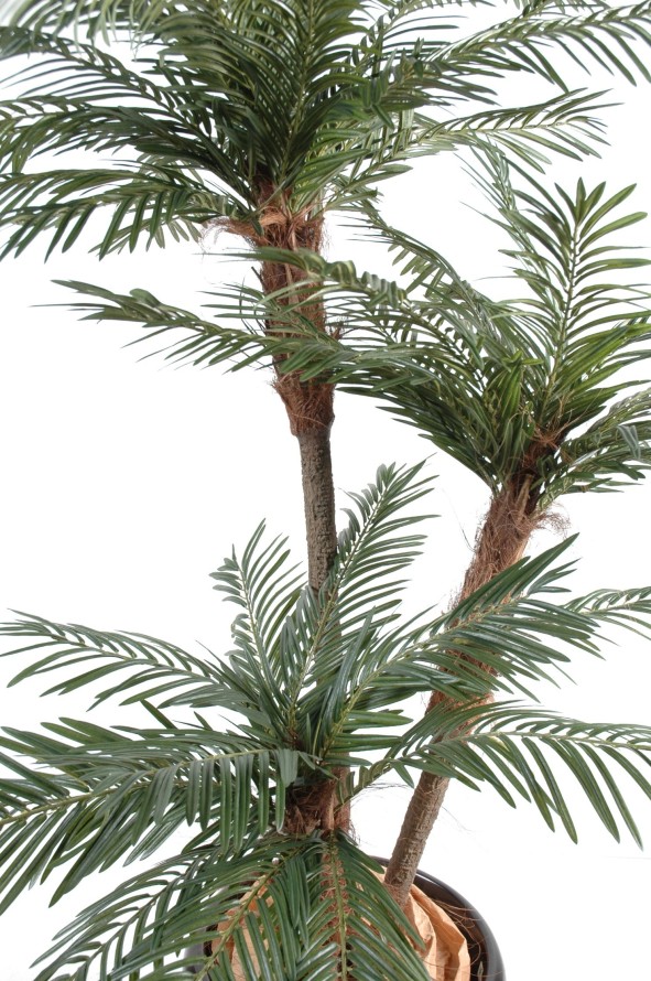 PALME 3 STÄMME NEW TF