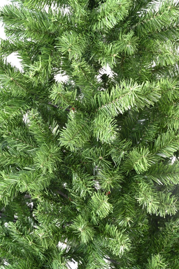 KANADISCHE TANNE (Weihnachtsbaum)