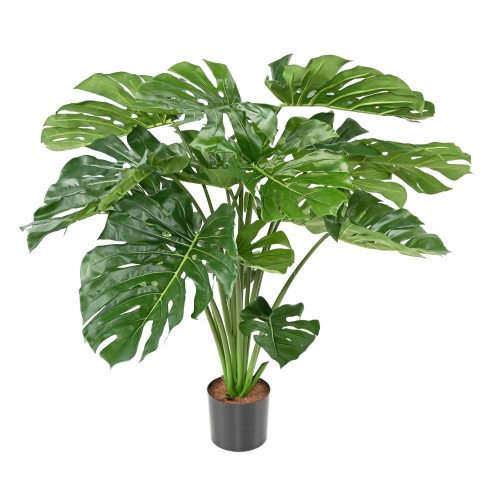 PHILODENDRON GIANT MONSTERA...