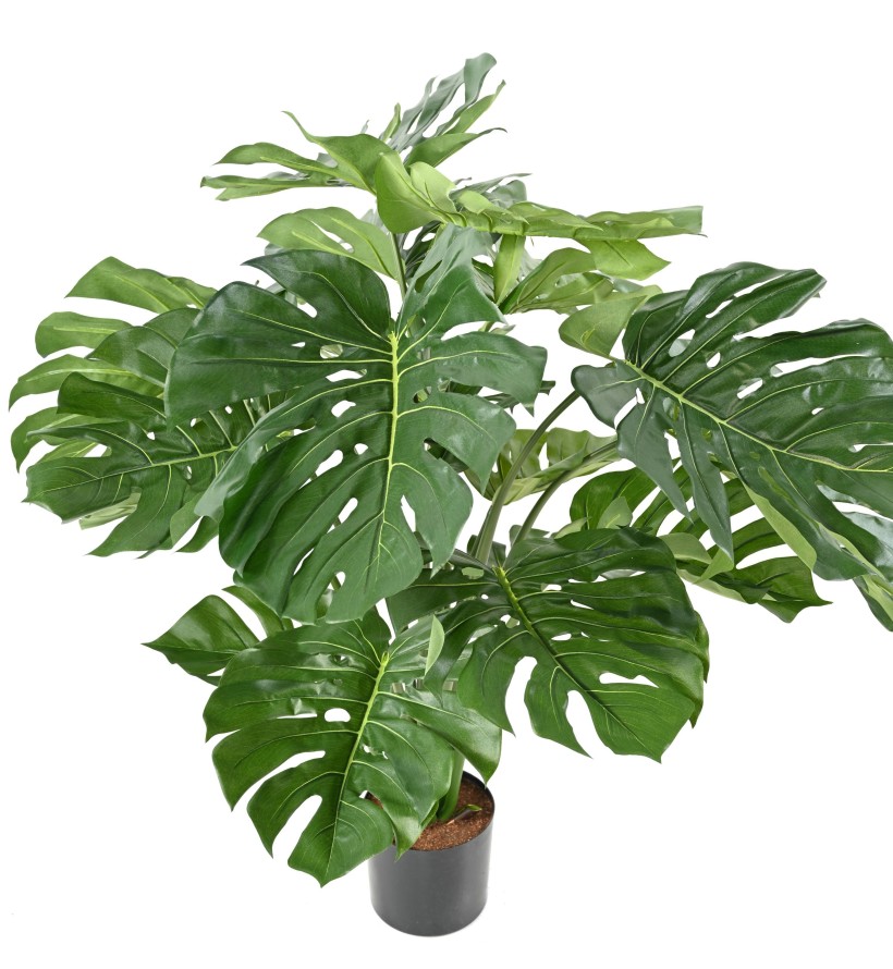 PHILODENDRON MONSTERA GIGANTE *18