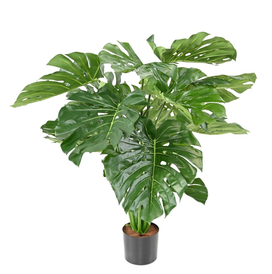 PHILODENDRON GIANT MONSTERA *18