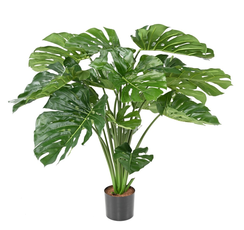 PHILODENDRON MONSTERA GIGANTE *18