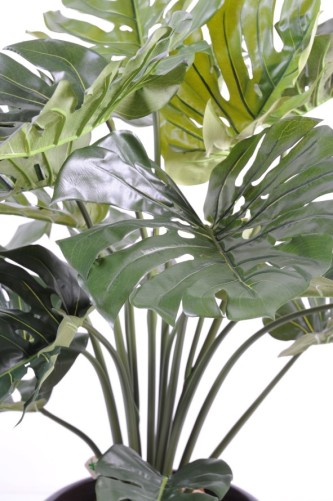 PHILODENDRON MONSTERA GIGANTE *18