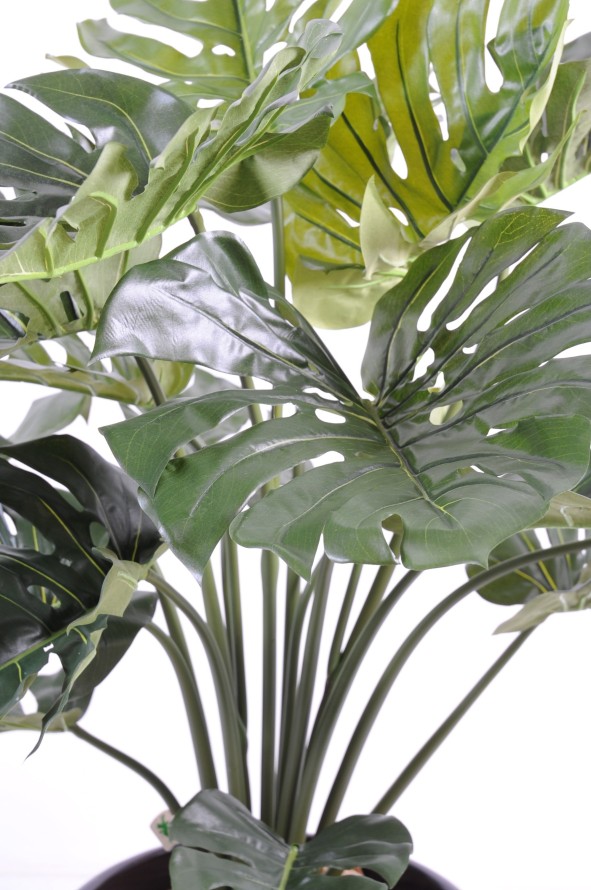 PHILODENDRON GIANT MONSTERA *18