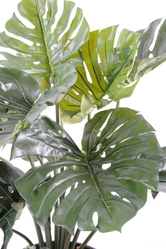 PHILODENDRON MONSTERA GIGANTE *18