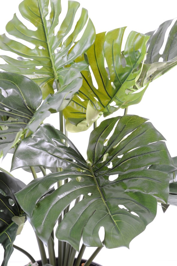 PHILODENDRON GIANT MONSTERA *18