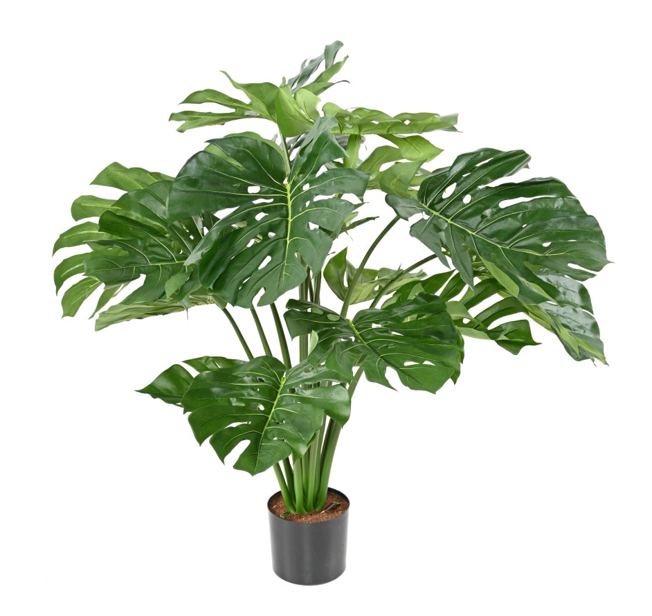 PHILODENDRON MONSTERA GIGANTE *18