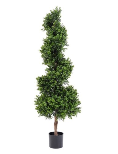 BUCHSBAUM SPIRALE NEW