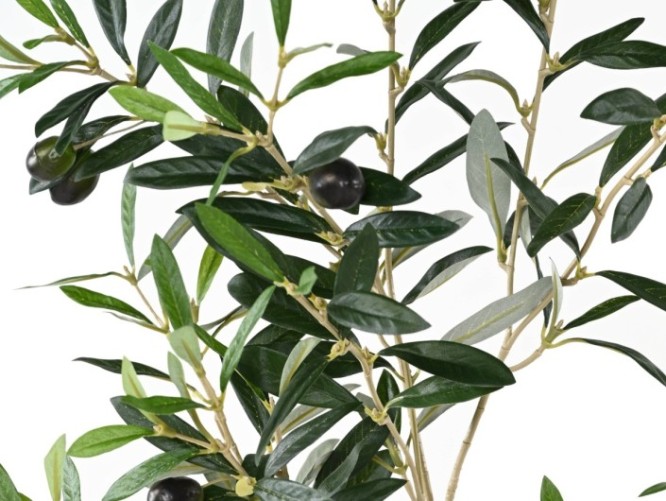 OLIVENBAUM ZWEIG 109 cm *306*12ft