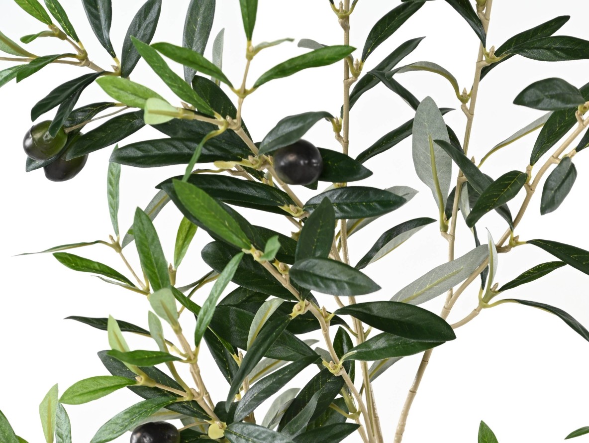 OLIVENBAUM ZWEIG 109 cm *306*12ft