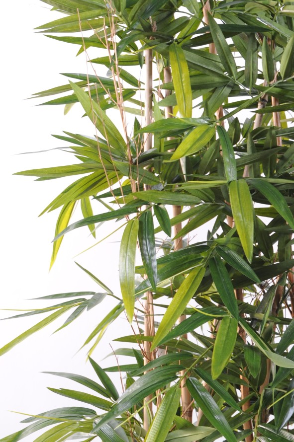 BAMBUS NEW HECKE SOCKEL 95