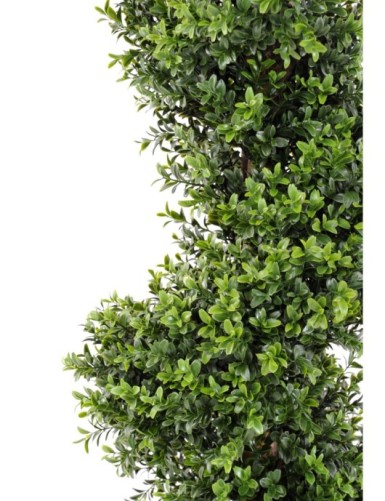 BUCHSBAUM SPIRALE NEW