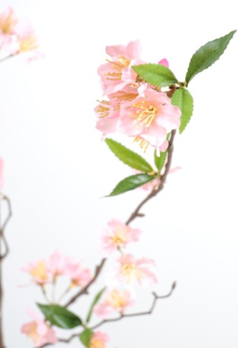 CEREZAO RAMA NEW * 76 fl