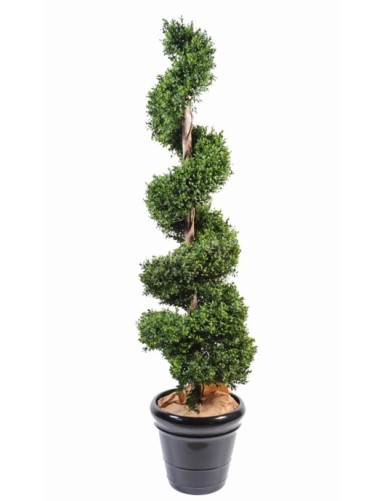 BUCHSBAUM SPIRALE NEW