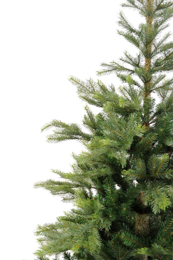 TANNE GRANDIS (Weihnachtsbaum)