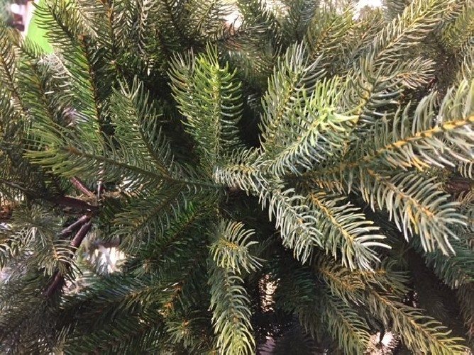 TANNE GRANDIS (Weihnachtsbaum)