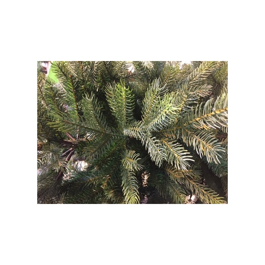 TANNE GRANDIS (Weihnachtsbaum)