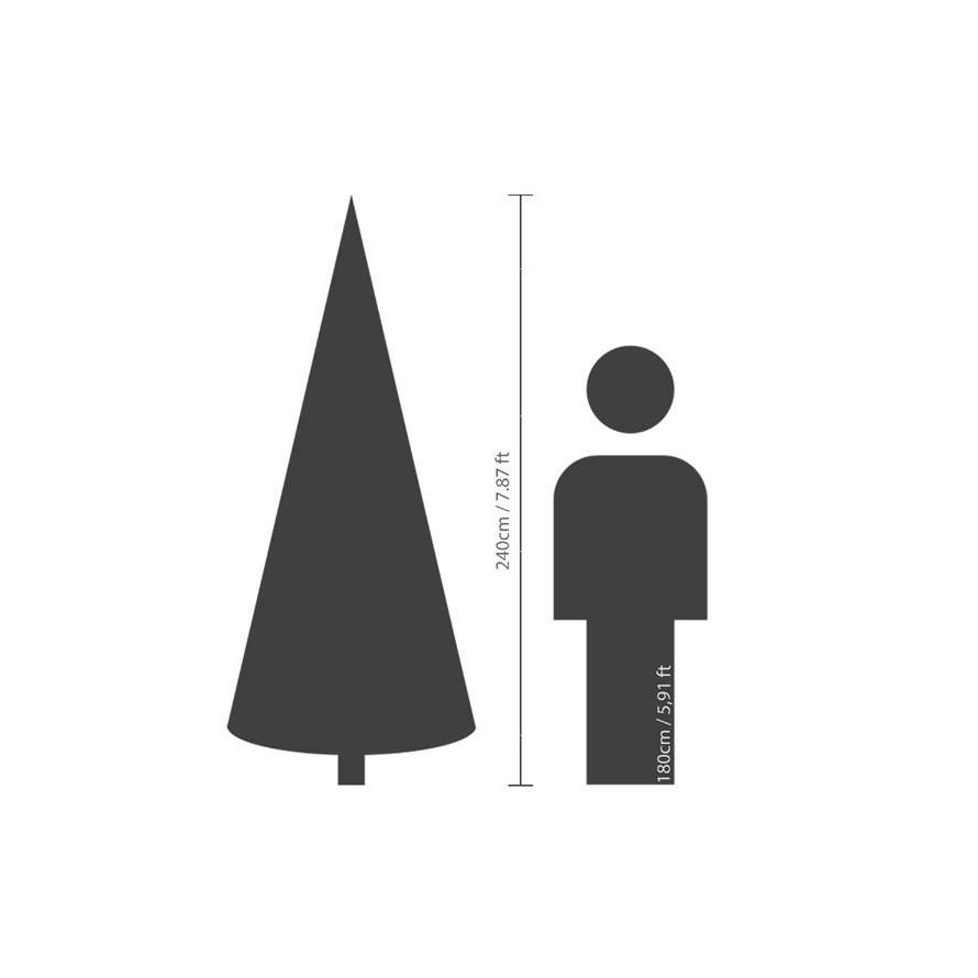 TANNE GRANDIS (Weihnachtsbaum)