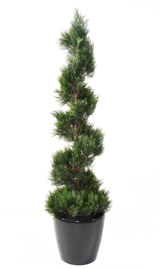 CYPRES MINI NEW SPIRALE LARGE