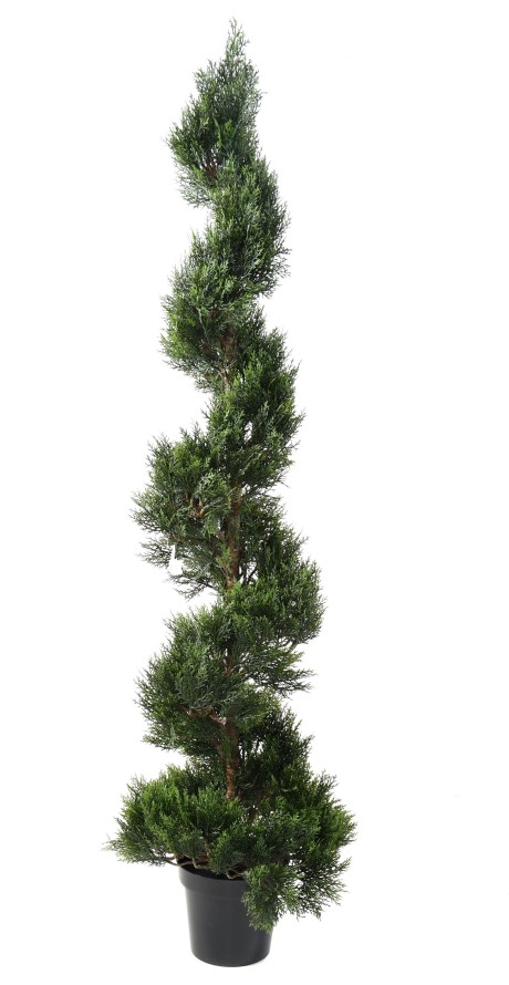 CIPRÉS MINI NEW ESPIRAL LARGE