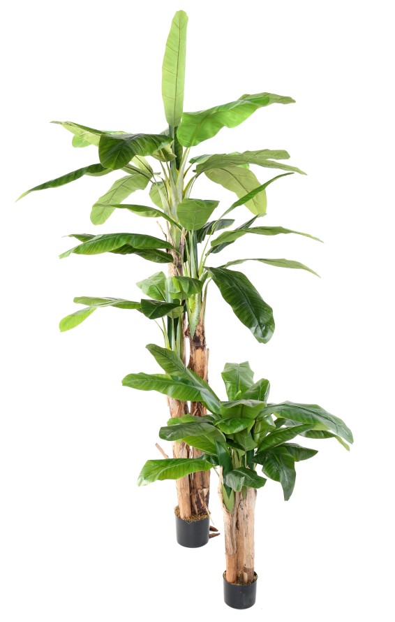 BANANA TREE THREE TRUNKS