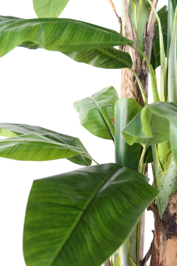 BANANENBAUM DREI STÄMME