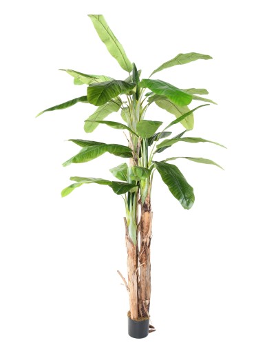 BANANENBAUM DREI STÄMME