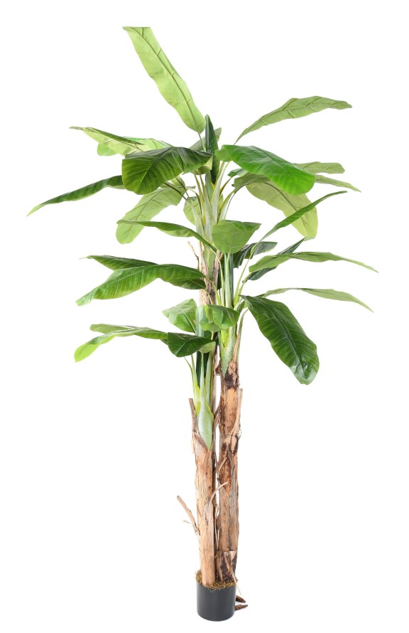 BANANENBAUM DREI STÄMME