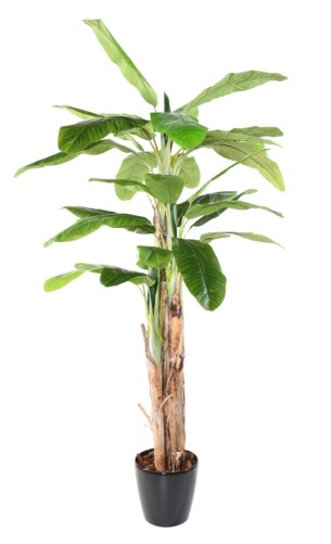 BANANA TREE THREE TRUNKS