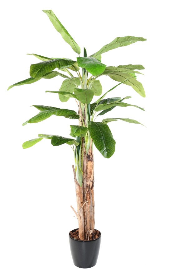 BANANA TREE THREE TRUNKS