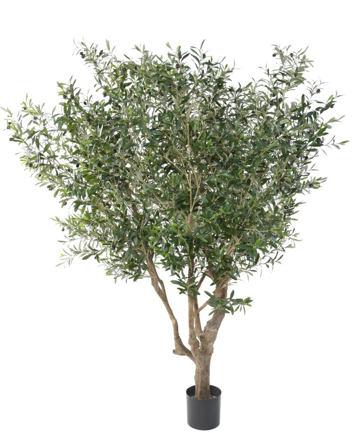OLIVENBAUM GROSS OL