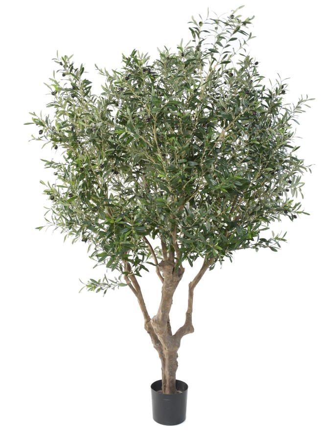 OLIVE TREE LARGE OL