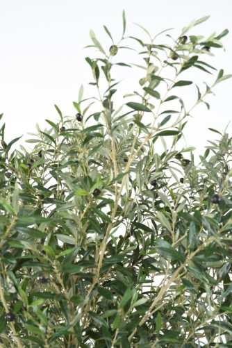 OLIVE TREE LARGE OL