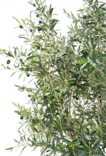 OLIVE TREE LARGE OL