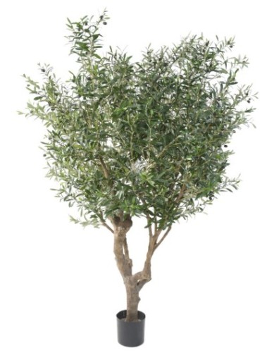 OLIVE TREE LARGE OL