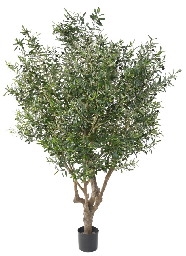 OLIVENBAUM GROSS OL