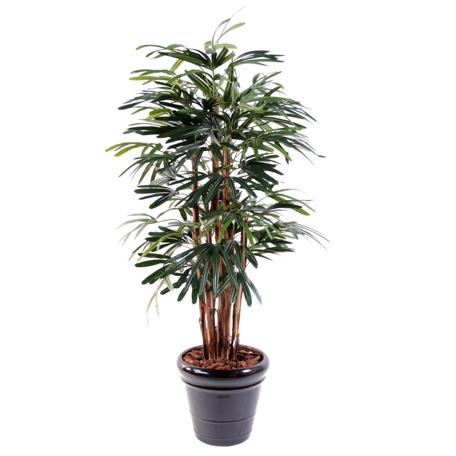 PALMERA RHAPIS EXCELSA