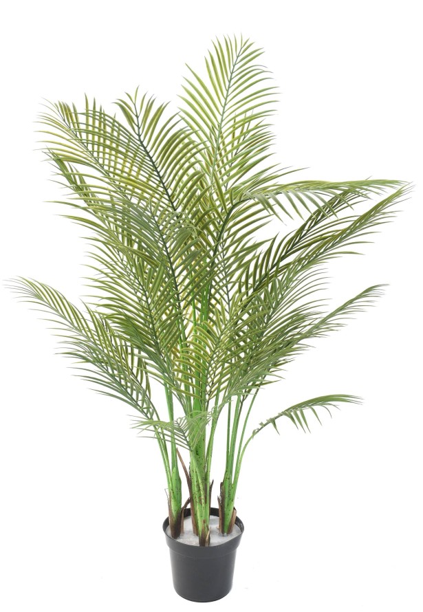 ARECA PALM MULTI TREE