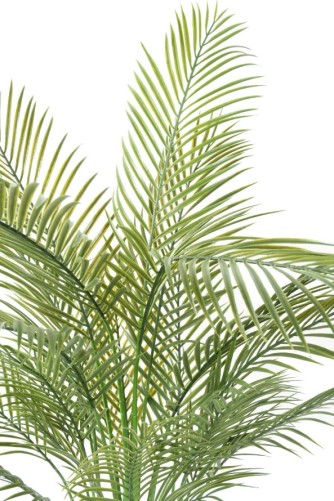 ARECA PALM MULTI TREE