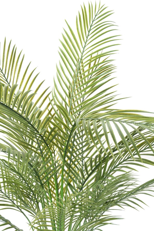 ARECA PALM MULTI TREE