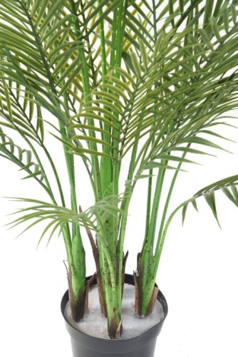 ARECA PALM MULTI TREE